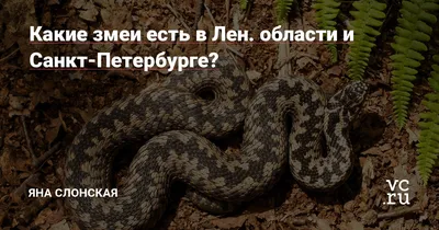 Ядовитые змеи ленинградской области - 64 фото