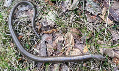 🐍Нашествие змей. В Ленинградской... - Телеканал Россия 1 | Facebook