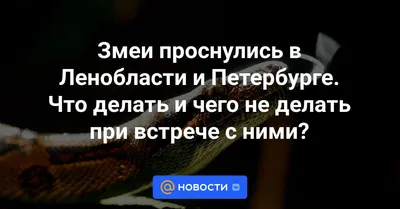 Змеи в Грузии и около Тбилиси: что нужно знать. «Бумага»