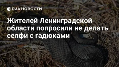 В Петербурге и Ленобласти проснулись змеи: что делать при встрече с ними? |  Littleone | Дзен