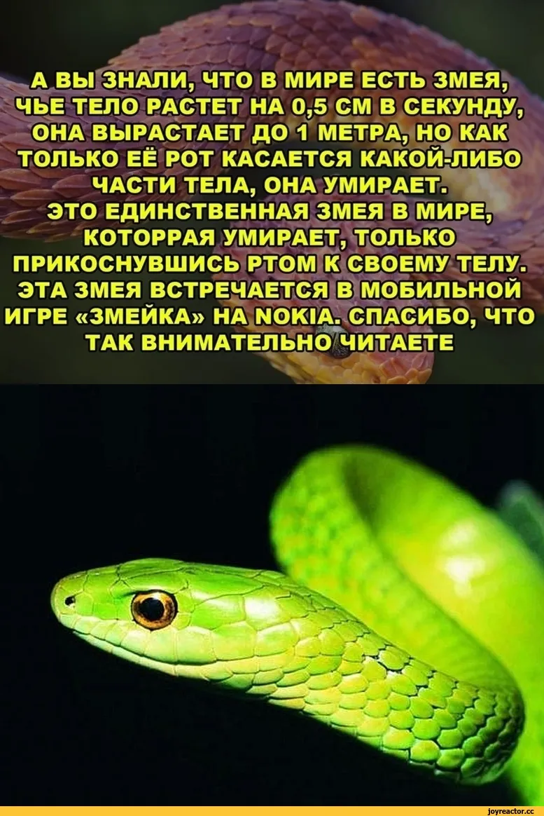 Змея на других языках. Приколы про змей. Редкие змеи. Прикольные змеи. Самая редкая змея.