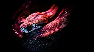скачать живые обои змея на телефон｜Поиск в TikTok