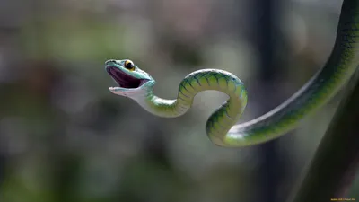 Фиолетовая змея фон джунгли» — создано в Шедевруме