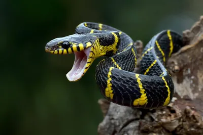 невероятный 3d рендеринг питона крупным планом, змея, рептилия, иллюстрация  змеи фон картинки и Фото для бесплатной загрузки
