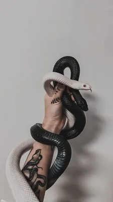 векторное искусство змей и ядов, мультяшная картинка змеи, змея, змеи фон  картинки и Фото для бесплатной загрузки