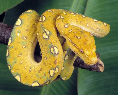 Змей искуситель красивый фон …» — создано в Шедевруме