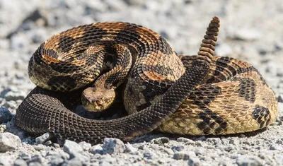 Западная Хог Носом Змеи Heterodon Nasicus Против Белый Фон — стоковые  фотографии и другие картинки Свиноносая змея - iStock