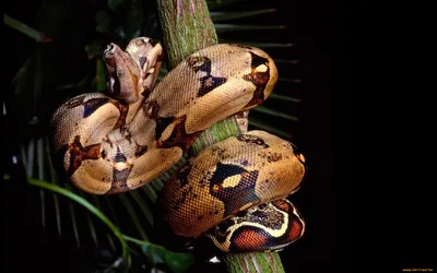 Самые красивые гремучие змеи и зачем им \"погремушка\"? | КАА | Дзен