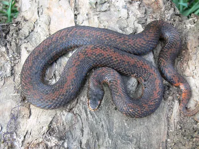 Обыкновенная гадюка (Vipera berus)