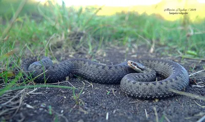 Герпетофауна Поволжья - Обыкновенная гадюка Vipera berus (Linnaeus, 1758)