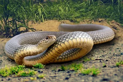 Змеи обитающие в краснодарском крае фото