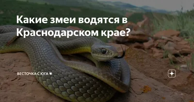 Какие змеи водятся в Краснодарском крае? | Весточка с юга☀ | Дзен