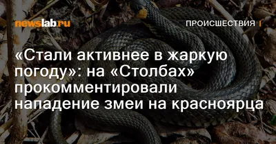 Красноярцы заметили трех змей около жилого дома — Новости Красноярска на 7  канале