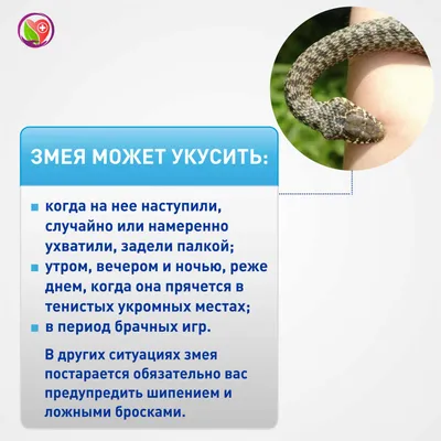 Оренбургские врачи рассказали, что делать при укусе ядовитой змеи | Оренград