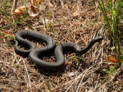 24 гадёныша: редкая змея Никольского вышла на охоту в Самарской области