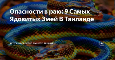 Таиланд. Пхукет. Шоу со змеями. / Snake show Phuket, Thailand. -  «Королевская кобра - одна из самых опасных змей на планете. Шоу змей. Пхукет.  Таиланд.» | отзывы