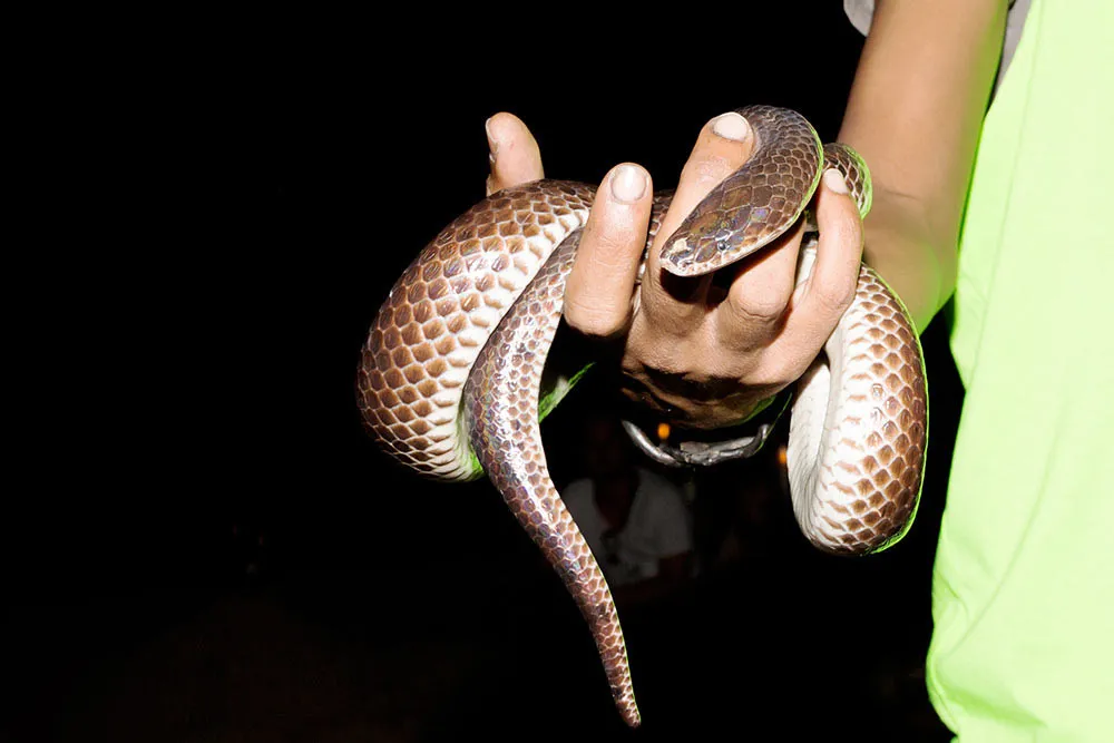 Держать змею в руках. Танец со змеей. Неядовитая змея для дома. К чему снятся змеи.