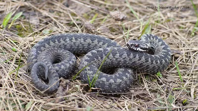 Герпетофауна Поволжья - Гадюка обыкновенная Vipera berus