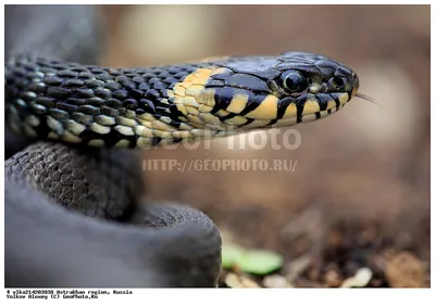 Водяной уж (Natrix tessellata)