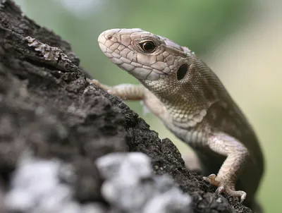 Герпетофауна Поволжья - Укус закавказcкой гюрзы (Macrovipera lebetina  obtusa)