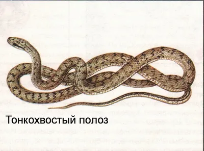 Самая ядовитая змея приползла в популярное место отдыха в Приморье
