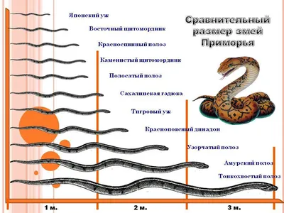 Пляжи Приморского края атаковали полчища змей