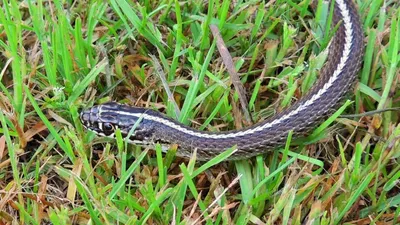Осторожно – змеи! | Пикабу