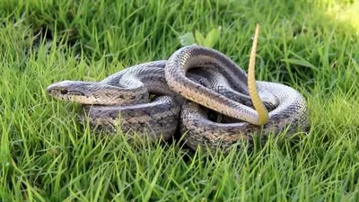 Госпитализация обязательна: главный внештатный токсиколог Приморья  рассказал, как действовать при укусах змей