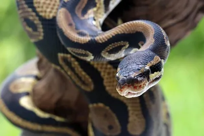 Экзотические змеи появились в Приморском океанариуме (ФОТО) — Новости  Хабаровска