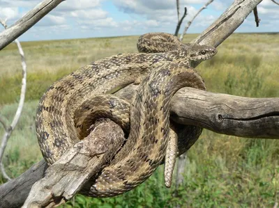 Ядовитые змеи Приморского края / Venomous snakes of Primorye - YouTube