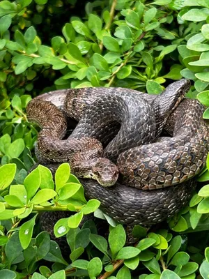 Змея в подъезде напугала жителей приморского острова (видео)
