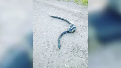 Змея заползла в детские тапки в Приморье