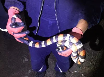 В Приморье в детском тапочке жильцы обнаружили змею | Подмосковье Сегодня
