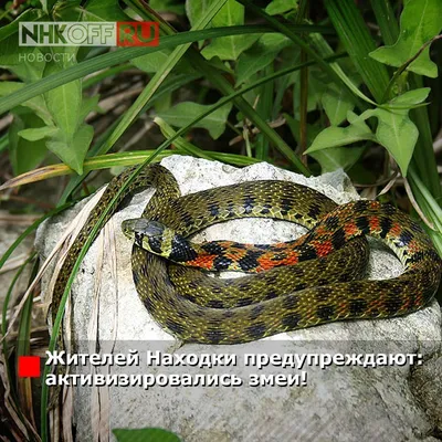 В ботаническом саду Владивостока обитают змеи