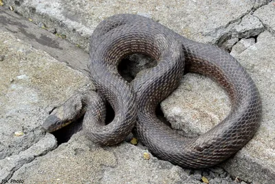 Самая ядовитая змея / Most venomous snake | Энциклопедия приморья