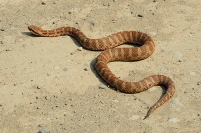 Змей приморского края фото