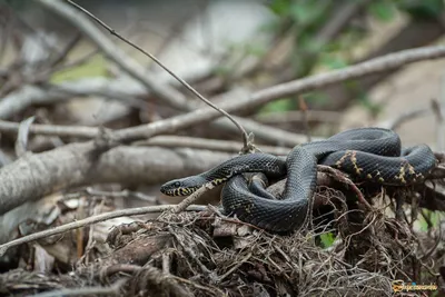 Ядовитые змеи Приморского края / Venomous snakes of Primorye - YouTube