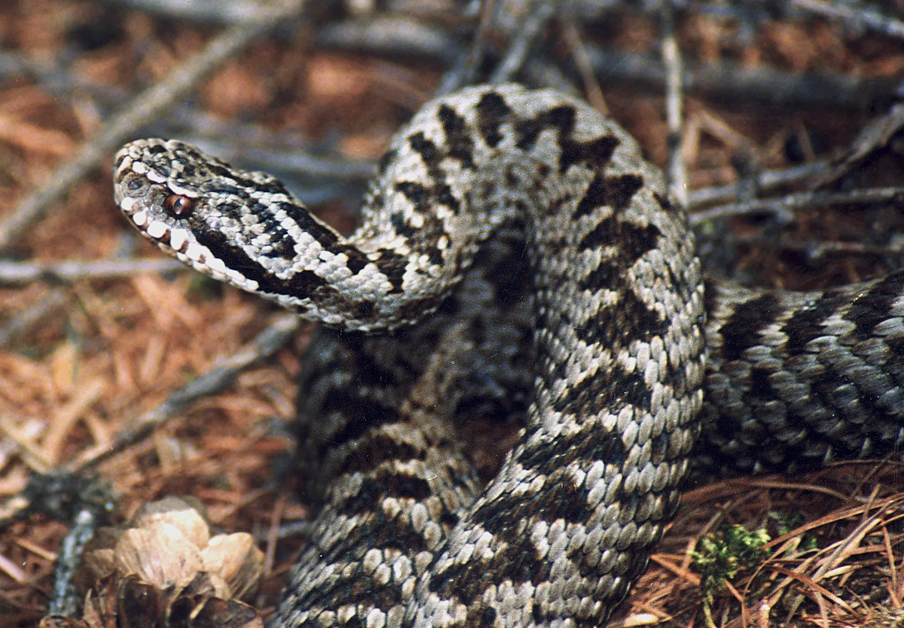 Гадюка таксоны. Гадюка Сахалинская ( Vipera sachalinensis ). Гадюка змея Приморский край. Змеи Приморского края гадюка. Гадюка Приморская.