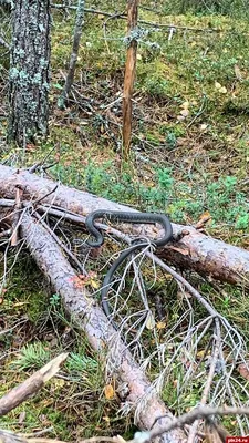 Насколько опасен укус гадюки