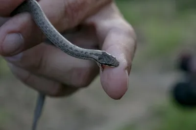 Кавказская гадюка Казнакова (Vipera kaznakovi) Одна из самых редких змей  России и самых красивых наших гадюк. Занесена в Красную книгу РФ… |  Instagram