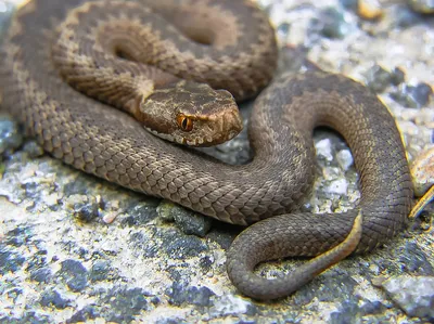 Герпетофауна Поволжья - Обыкновенная гадюка Vipera berus (Linnaeus, 1758)