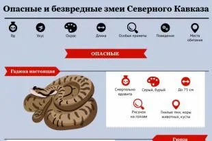 Какие змеи водятся на Северном Кавказе? Инфографика - Рамблер/путешествия