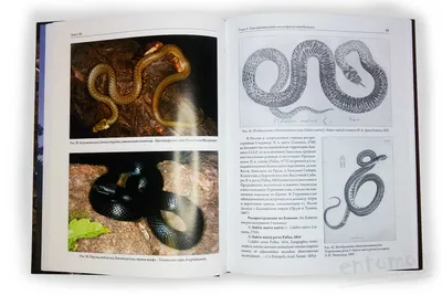 Змеи Кавказа: таксономическое разнообразие, распространение, охрана -  Туниев Б.С. и др.