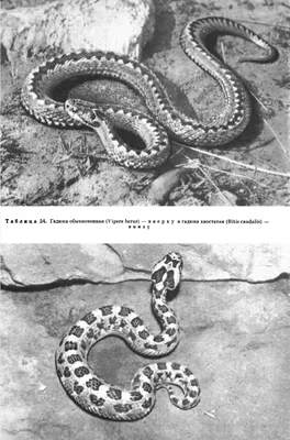 Змеи и ящерицы Прикамья | ВКонтакте