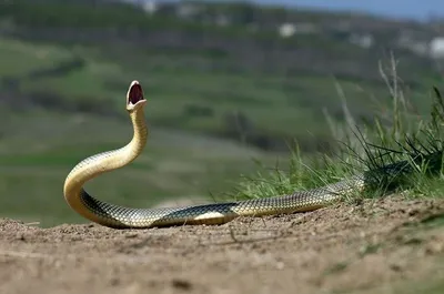 Нашёл сегодня змейку не могу понять кто это / змук :: snek :: пидоры  помогите (реактор помоги) :: змея / смешные картинки и другие приколы:  комиксы, гиф анимация, видео, лучший интеллектуальный юмор.