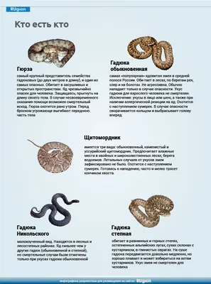 ЕСЛИ УКУCИЛА ЗМЕЯ: ЯДОВИТЫЕ ЗМЕИ ПОДМОСКОВЬЯ И РОССИИ | ВКонтакте