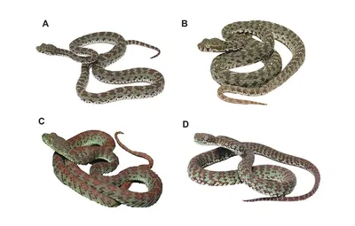 В Таиланде нашли новый вид ядовитых змей \"с ресницами\" - Наука - ТАСС