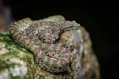 Зеленая Яма Viper Опасная Змея В Таиланде И Юговосточной Азии — стоковые  фотографии и другие картинки Зелёный цвет - iStock
