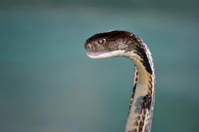 Змея с ресницами обнаружена в Таиланде. | Таиланд Экскурсии Гид в Паттайя |  Дзен