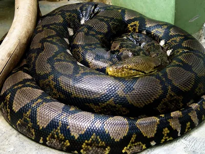 Опасные змеи Таиланда – About Samui